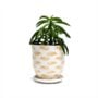 Liberte Pot With Saucer – Chive – Hedgehog – 3.25″